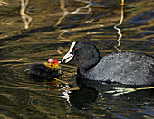 Adult coot feeding its chick