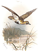 Golden plover,historical artwork