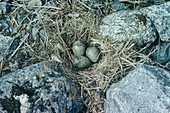 Common gull eggs