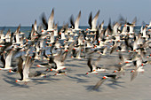 Black skimmers in flight