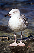 Herring gull