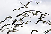 Lesser black-backed seagulls