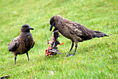 Skuas feeding