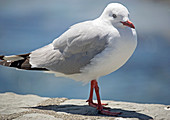 Red billed gull