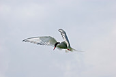 Arctic tern