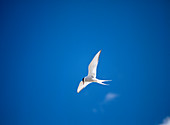 Arctic tern