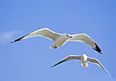 Ring billed gull and black-headed gull