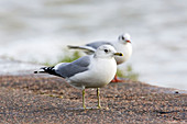 Common gull and black-headed gull