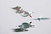 Black-headed gull