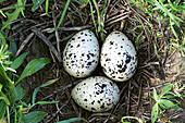 Eurasian oystercatcher nest