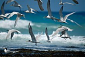 Sandwich terns and swift terns