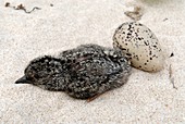 African black oystercatcher chick