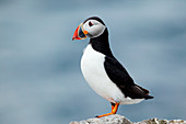 Atlantic puffin