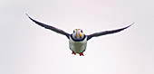 Atlantic puffin in flight