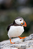 Atlantic puffin