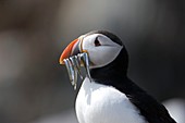 Atlantic puffin