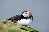 Atlantic puffin fishing