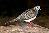 Bar-shouldered dove