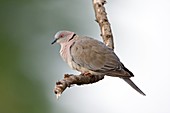 African mourning dove