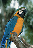 Blue and yellow macaw,Ara ararauna,on a branch