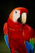 View of a scarlet macaw (Ara macao)