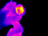 Parrot,thermogram
