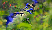 Ruby-throated hummingbirds