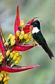 Collared Inca hummingbird