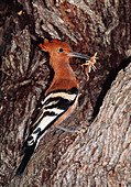 Hoopoe