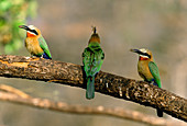 Whitefronted bee-eaters