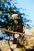 Silvery-cheeked hornbill