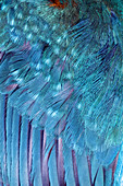 Kingfisher wing feathers