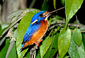 Blue-eared kingfisher