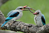 Woodland kingfisher