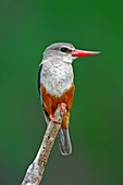 Grey-headed kingfisher on branch