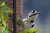 Great spotted woodpecker feeding