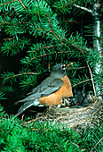 American robin (Turdus migratorius) with chicks