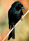 Fork-tailed drongo