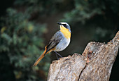 Cape robin