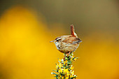 Wren