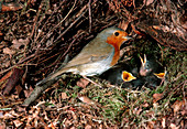Robin feeding young