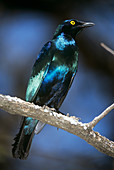 Cape glossy starling