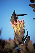 Gurney's sugarbird feeding