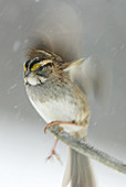 American tree sparrow