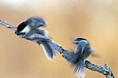 Black-capped chickadees fighting
