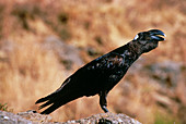 Thick-billed raven