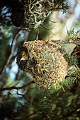 Cape weaver bird in its nest