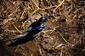 Barn swallow collecting straw