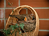 Blackbird's nest