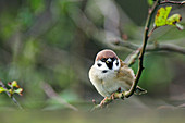 Tree sparrow